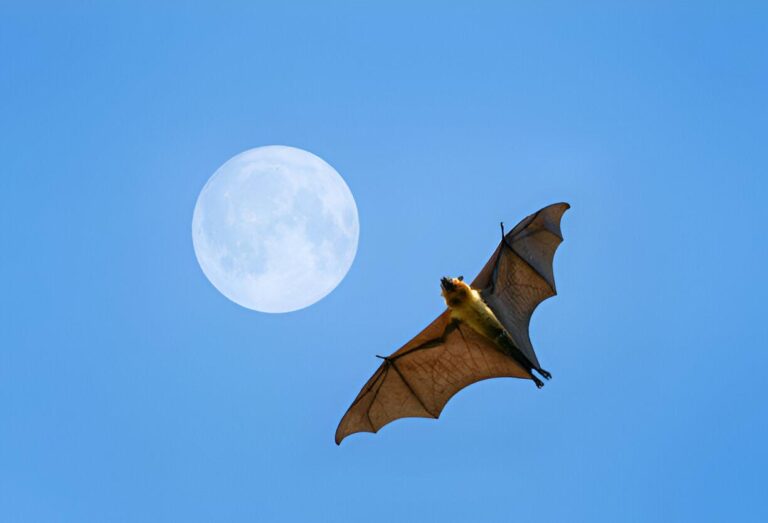 Nocturnal Bat-Watching Spectacle Across the United States